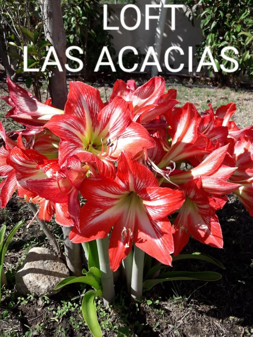 Loft Las Acacias 포트레로 데 로스 푸네스 외부 사진